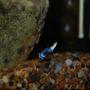 freshwater fish - poecilia reticulata - blue cobra guppy stocking in 22 gallons tank - Another one of my Guppy's.