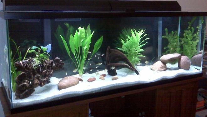 85 gallons freshwater fish tank (mostly fish and non-living decorations) - x10 baby Geophagus sp. Tapajos
x15 lemon tetras
x12 rummy nose tetra
x1 albino bushy nose pleco
1 amazon sword
some driftwood