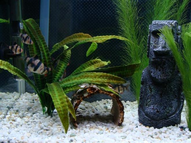 freshwater fish - puntius tetrazona - tiger barb stocking in 10 gallons tank - This is a recent full view picture of my tank which has 12 tiger barbs :)