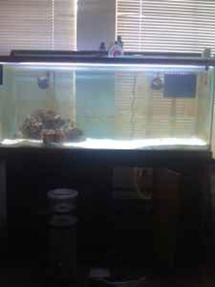55 gallons saltwater fish tank (mostly fish, little/no live coral) - About to get started