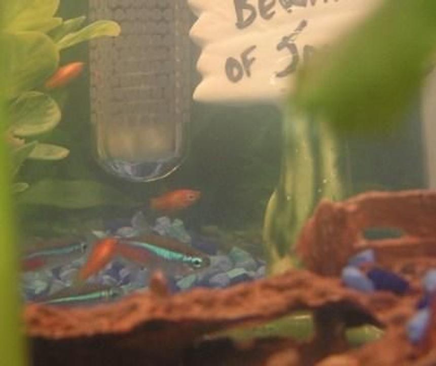 Rated #232: Freshwater Fish - Paracheirodon Innesi - Neon Tetra Jumbo Stocking In 10 Gallons Tank - Some of my Neon Tetras and Baby Sunburst Tetras