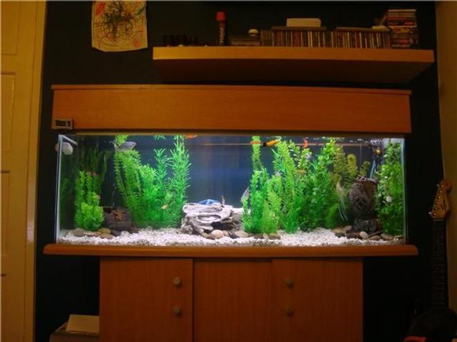 40 gallons freshwater fish tank (mostly fish and non-living decorations) - Fresh