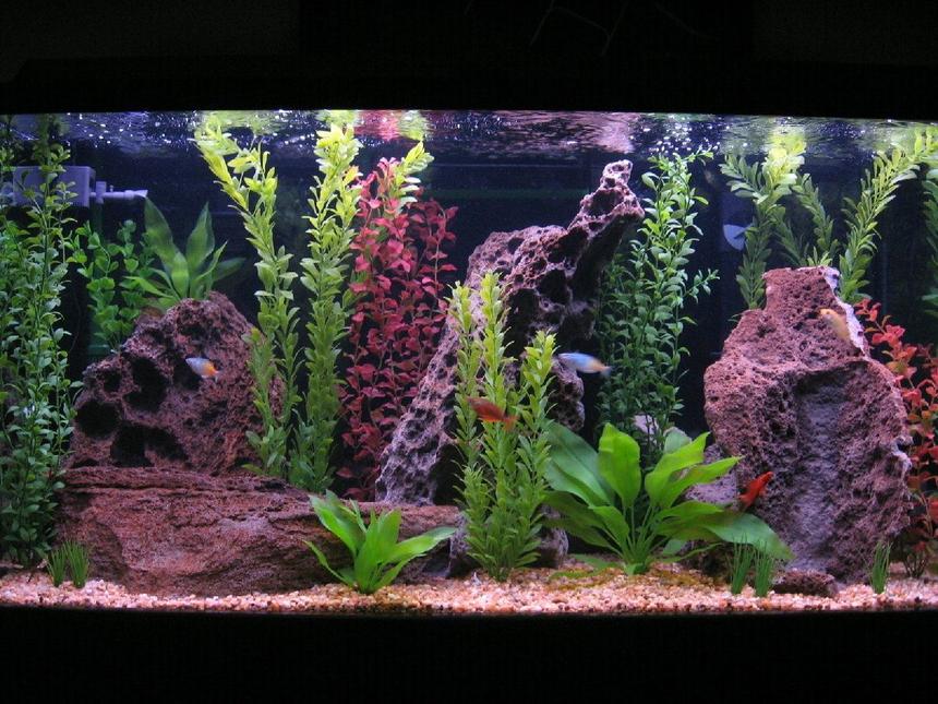 Rated #41: 80 Gallons Freshwater Fish Tank - The tank is a 80 gallon Visia Aquarium.  Filtration is provided by 2 Penguin Bio Wheel 350's and 1 Eheim canister 2215.  The heater is a 250w Visi-therm Stealth heater. I do 50% water change and vacuum the gravel once a week.
