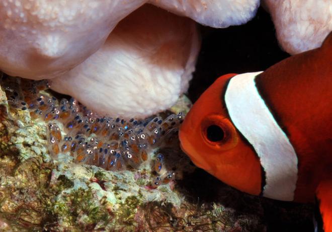 saltwater fish - amphiprion percula - true percula clownfish stocking in 125 gallons tank - Percula clown with new hatch