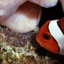saltwater fish - amphiprion percula - true percula clownfish stocking in 125 gallons tank - Percula clown with new hatch