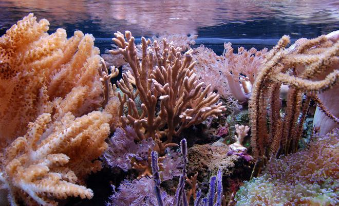 corals inverts - eunicea sp. - purple tree gorgonian stocking in 125 gallons tank - Corals in center of tank