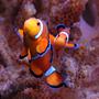 saltwater fish - amphiprion percula - true percula clownfish stocking in 125 gallons tank - Percula clown