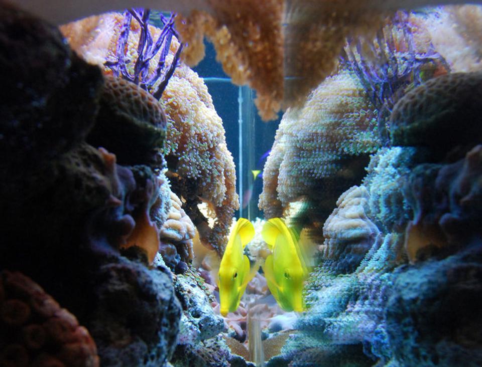 saltwater fish - zebrasoma flavescens - yellow tang - hawaii stocking in 125 gallons tank - Yellow tang reflections