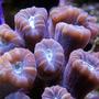 corals inverts - caulastrea furcata - candy cane coral stocking in 125 gallons tank - Candy coral