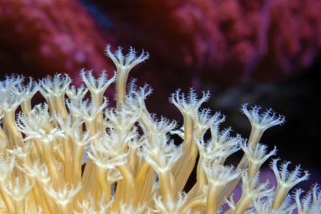 corals inverts - sarcophyton sp. - leather coral stocking in 125 gallons tank - Leather coral macro