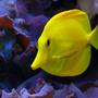 saltwater fish - zebrasoma flavescens - yellow tang - hawaii stocking in 125 gallons tank - Yellow tang