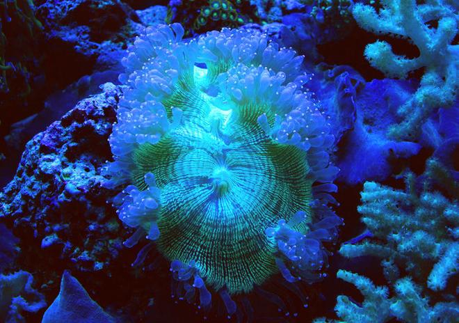 corals inverts - catalaphyllia jardinei - elegance coral stocking in 125 gallons tank - Elegance coral under actinics