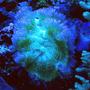 corals inverts - catalaphyllia jardinei - elegance coral stocking in 125 gallons tank - Elegance coral under actinics