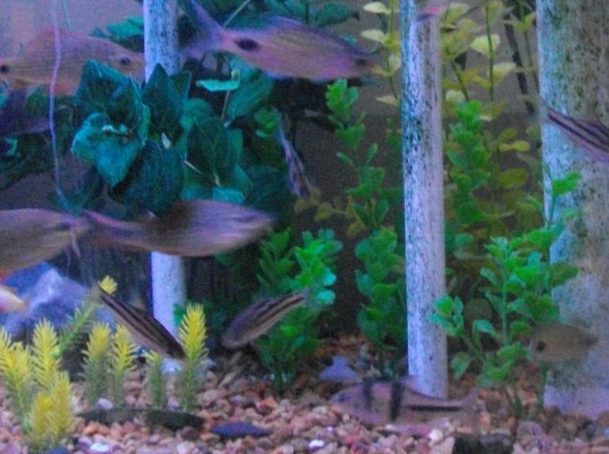 Rated #93: Saltwater Fish - Apogon Cyanosoma - Orange Lined Cardinalfish Stocking In 65 Gallons Tank - fish