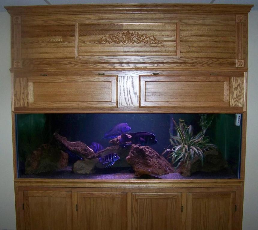 Rated #64: 190 Gallons Freshwater Fish Tank - I have 190 gallon tank that is 72x24x26 that has a 3" reveal threw the wall into the room. It is on a 30" high stand and it has a canapy that goes from the top of the stand to the ceiling. It is filtered by 2 aquaclear 110 and is lit by two 36" strip. I have a group of 8 moba frontosa with the largest male in the group at around 12".
