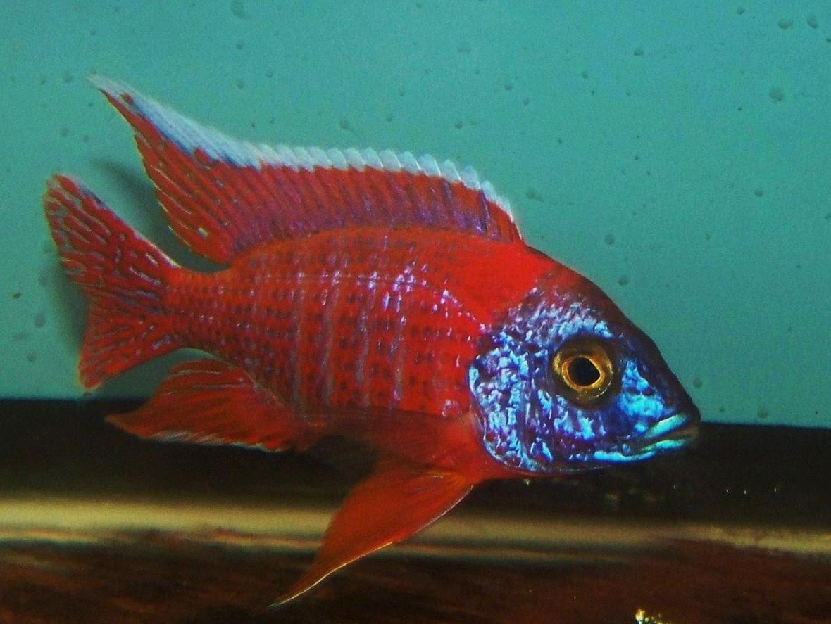 freshwater fish - aulonocara rubescens - ruby red peacock stocking in 190 gallons tank - My breeder male ruby red peacock. i have been breeding this line for at least 4 years now.