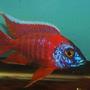 freshwater fish - aulonocara rubescens - ruby red peacock stocking in 190 gallons tank - My breeder male ruby red peacock. i have been breeding this line for at least 4 years now.