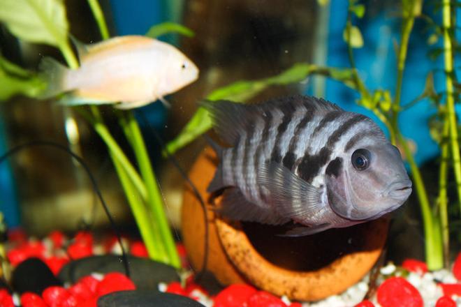 freshwater fish - archocentrus nigrofasciatus - black convict cichlid - Convict