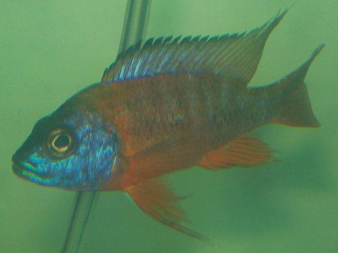 freshwater fish - aulonocara rubescens - ruby red peacock stocking in 75 gallons tank - German Red  juvy