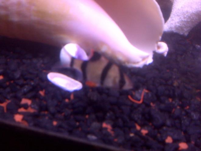 freshwater fish - puntius tetrazona - tiger barb stocking in 70 gallons tank - My tiger barb