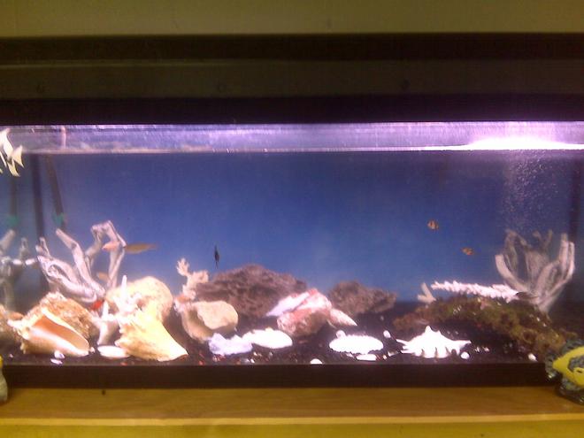 70 gallons freshwater fish tank (mostly fish and non-living decorations) - 70 gallons, homemade stand, 16 fish