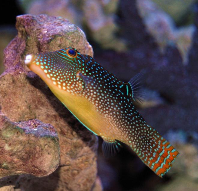 saltwater fish - canthigaster solandri - blue spotted puffer stocking in 150 gallons tank - Spotted Sharpnose Puffer