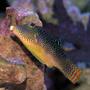 saltwater fish - canthigaster solandri - blue spotted puffer stocking in 150 gallons tank - Spotted Sharpnose Puffer