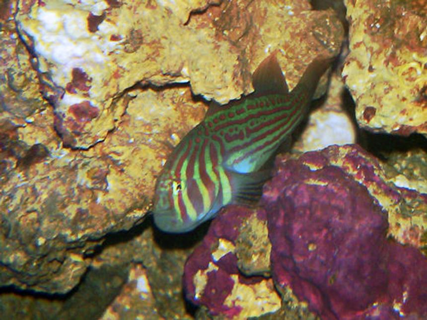 Rated #57: Saltwater Fish - Gobiodon Atrangulatus - Clown Goby, Green Stocking In 20 Gallons Tank - Green Clown Goby