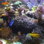 fish tank picture - a pic