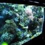 65 gallons reef tank (mostly live coral and fish) - ckoral reef