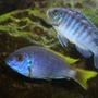 freshwater fish - pseudotropheus sp. - acei cichlid stocking in 125 gallons tank - my blue zebra and ac cichlids