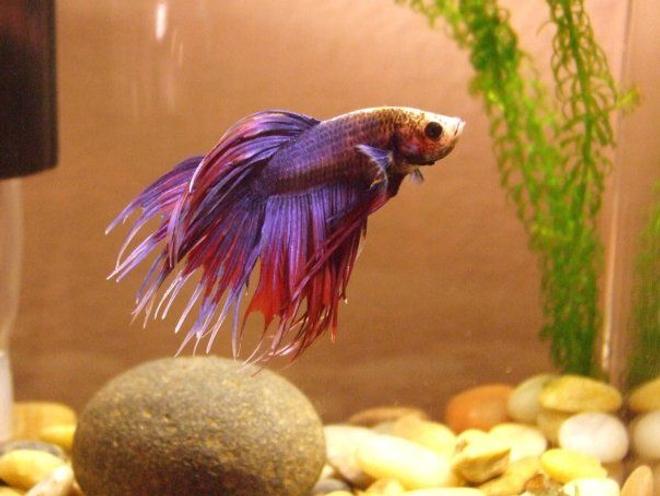 freshwater fish - betta splendens - crown tail betta stocking in 5 gallons tank - betta 1
