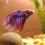 freshwater fish - betta splendens - crown tail betta stocking in 5 gallons tank - betta 1