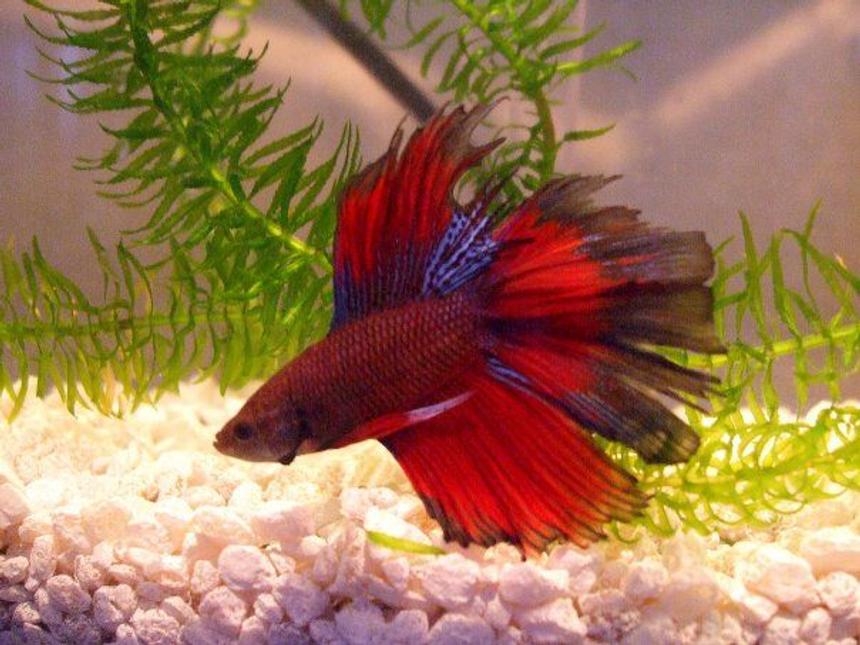 Rated #671: Freshwater Fish - Betta Splendens - Crown Tail Betta Stocking In 5 Gallons Tank - Betta Splendens doubletail
