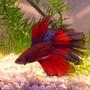freshwater fish - betta splendens - crown tail betta stocking in 5 gallons tank - Betta Splendens doubletail