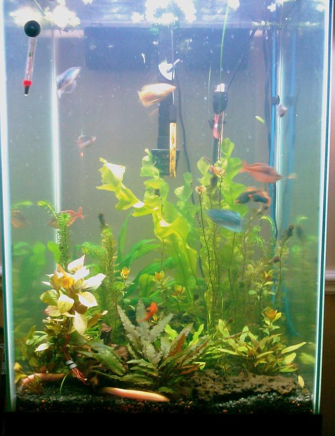 60 gallons planted tank (mostly live plants and fish) - 40 gal tall fully planted tank
2 many plants to name mainly crypts, banana lilies, rolatas, etc... 5 pound compressed co2 
use full fluorish line up from excel to nitrogen..
fish: 3 gouramis ( 2 oplaline 1 homey/ gold) 3 raindow sharks, 6 octocats, 6 neon tetras, 6 glass cats, 2 platies, 4 dojo loaches around 7inches each. ( 2 gold 2 regular brown) 1 dwarf pleco. and some amano shrimp.
