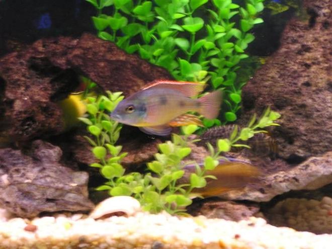 freshwater fish stocking in 60 gallons tank - Another picture of my tank