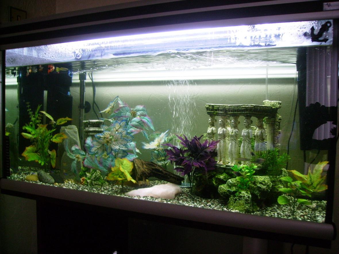 20 gallons freshwater fish tank (mostly fish and non-living decorations) - my new tank