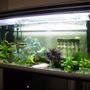 20 gallons freshwater fish tank (mostly fish and non-living decorations) - pic 2
