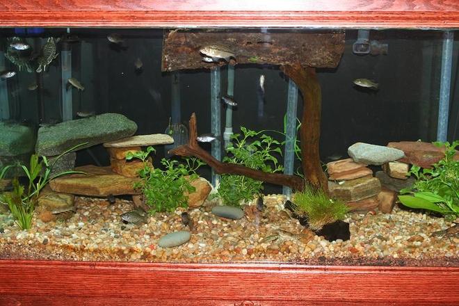 120 gallons freshwater fish tank (mostly fish and non-living decorations) - overall tank shot
