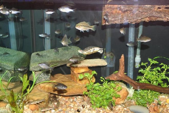 120 gallons freshwater fish tank (mostly fish and non-living decorations) - one more overall shot