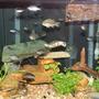 120 gallons freshwater fish tank (mostly fish and non-living decorations) - one more overall shot