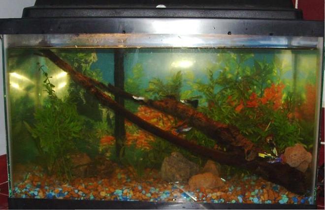 10 gallons planted tank (mostly live plants and fish) - Our 10 gallon