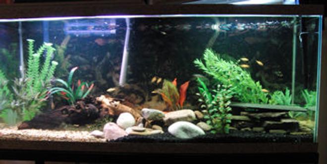 55 gallons freshwater fish tank (mostly fish and non-living decorations) - 55 gallon