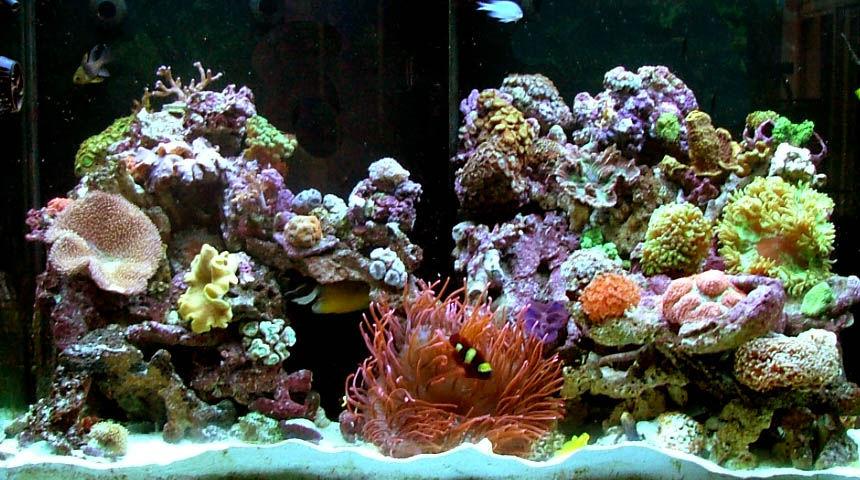 Rated #20: 120 Gallons Reef Tank - new tank set up