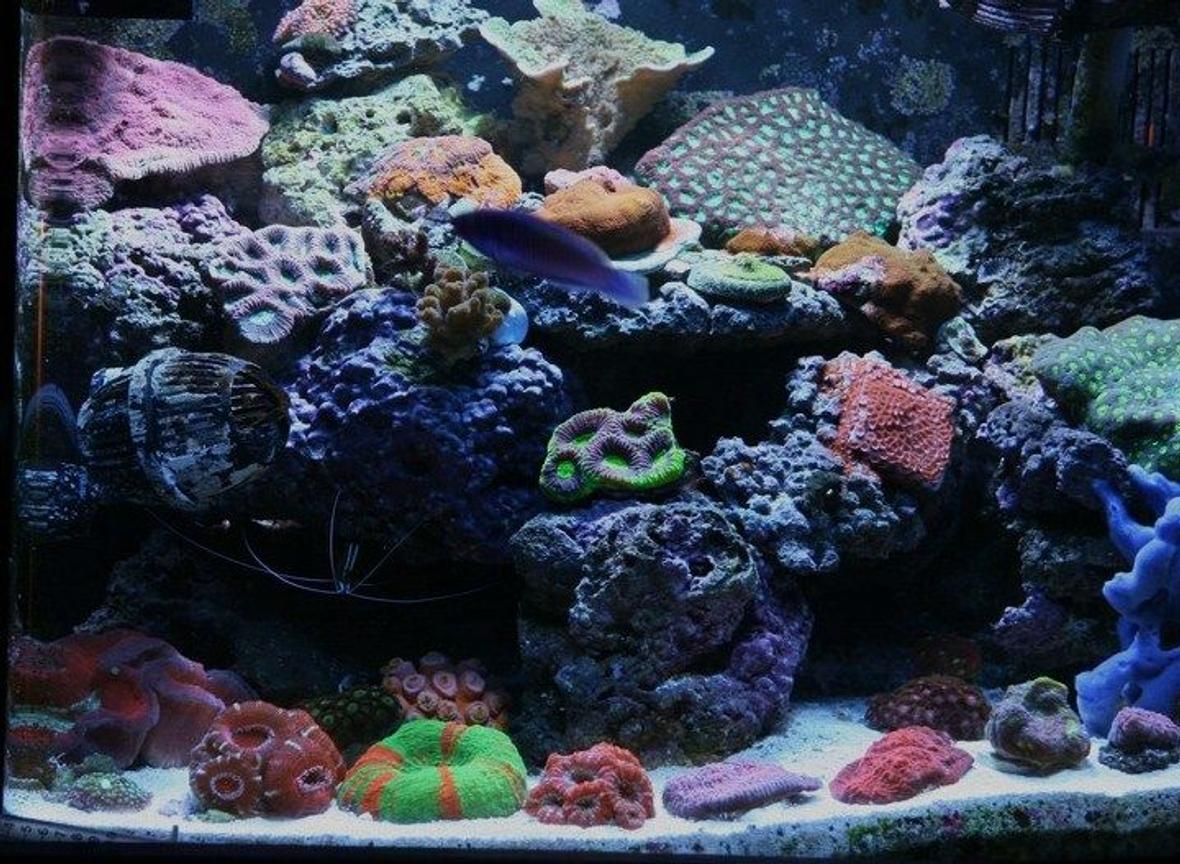 25 gallons reef tank (mostly live coral and fish) - nano