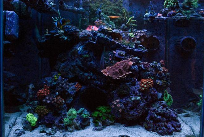60 gallons reef tank (mostly live coral and fish) - FTS