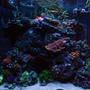 fish tank picture - FTS