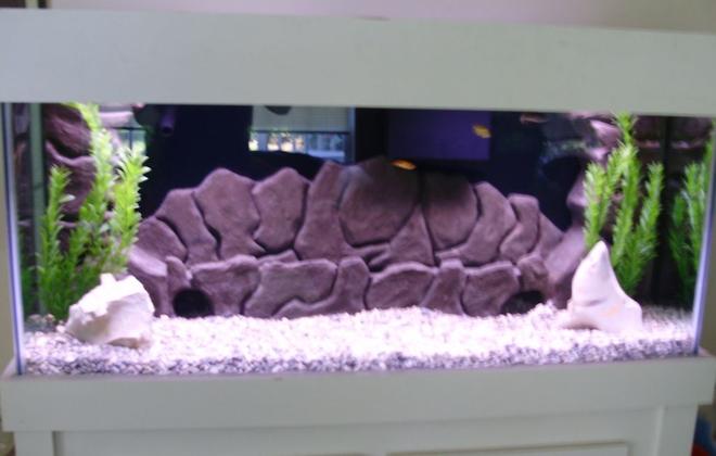75 gallons freshwater fish tank (mostly fish and non-living decorations) - full view