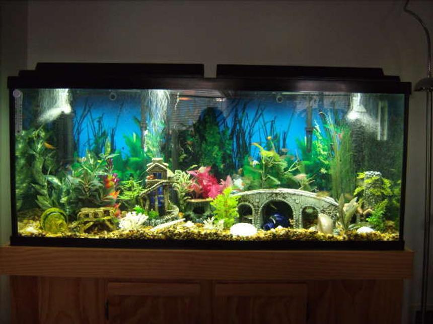 Rated #2171: 55 Gallons Freshwater Fish Tank - 55 gallon Tetra Tank